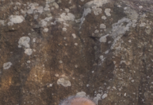 இந்திய தத்துவம் இரண்டாம் நிலை