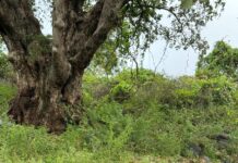 வனத்தில் ஒரு தவம் – பறவை பார்த்தல் வகுப்பு அனுபவ பதிவு