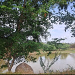 பறவைபார்த்தல் வகுப்புகள்