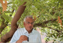 மூளைச்சோம்பல்