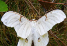 வெள்ளைப் பட்டாம்பூச்சி